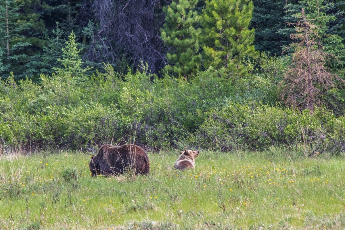 Munching grizzly bears
