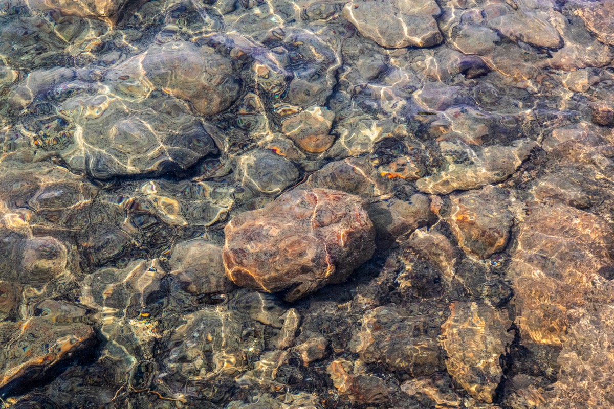 Tortoise shells (?) in Herbert Lake