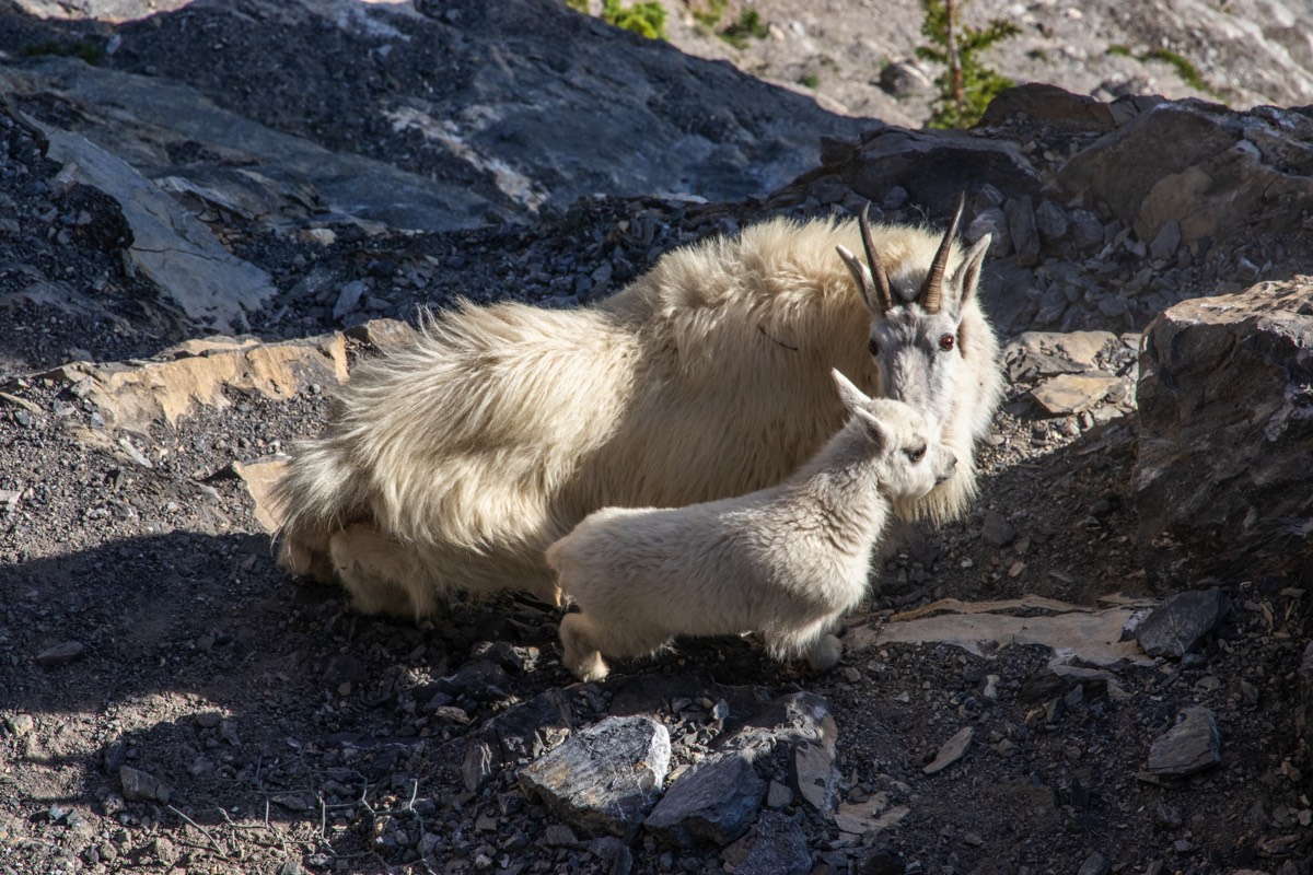 Goat of the mountain type, with kid
