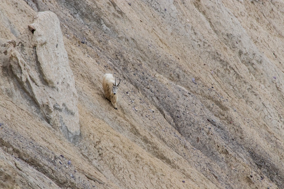 A mountain goat at the Goats & Glacier Lookout