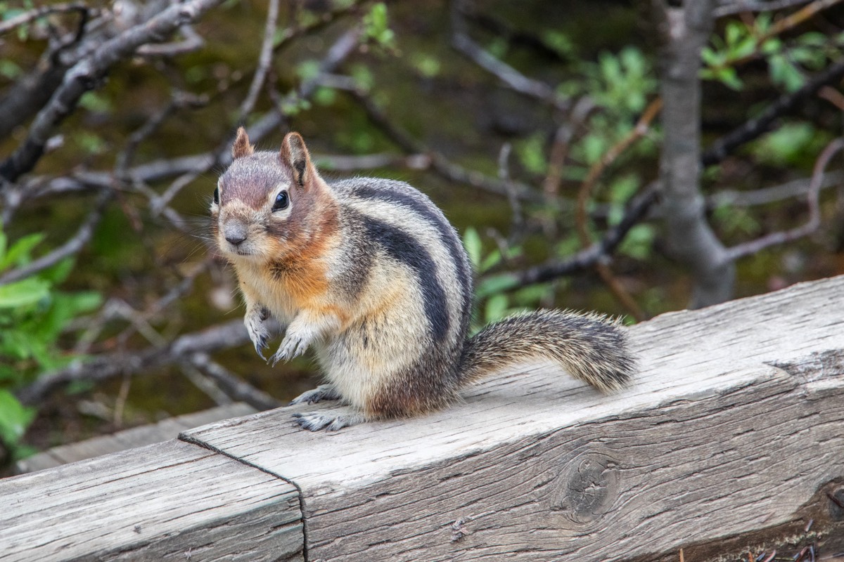 Inquisitive ground squirrel