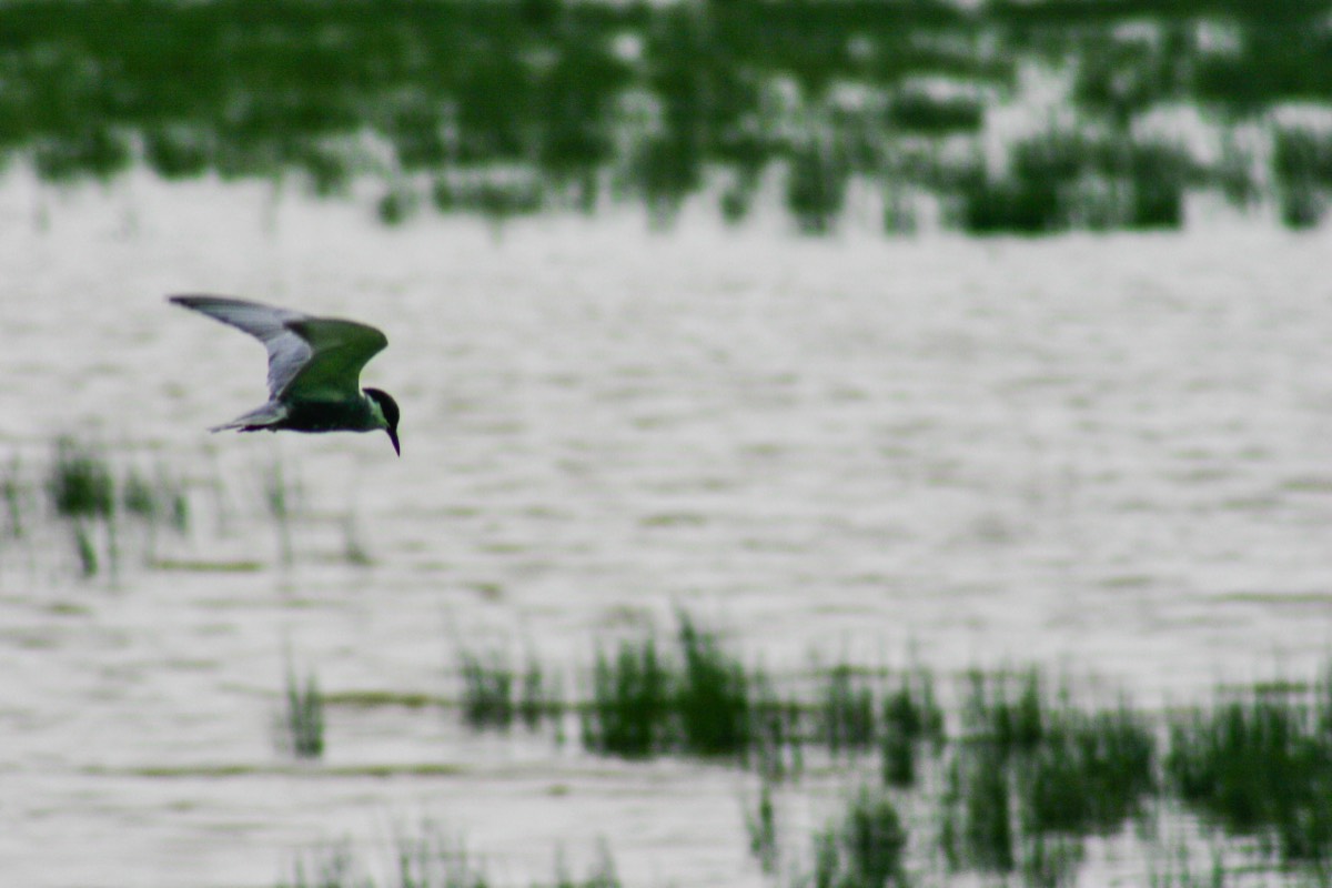 Parque Nacional La Doñana - Tern in the marshes at El Rocio
