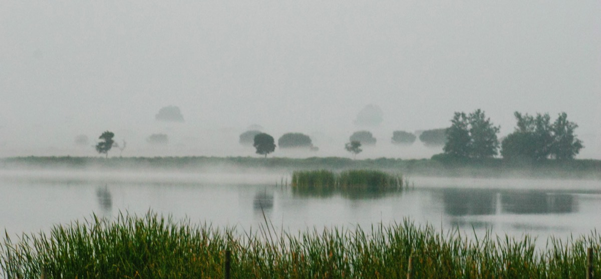 Parque Nacional La Doñana - Morning mist