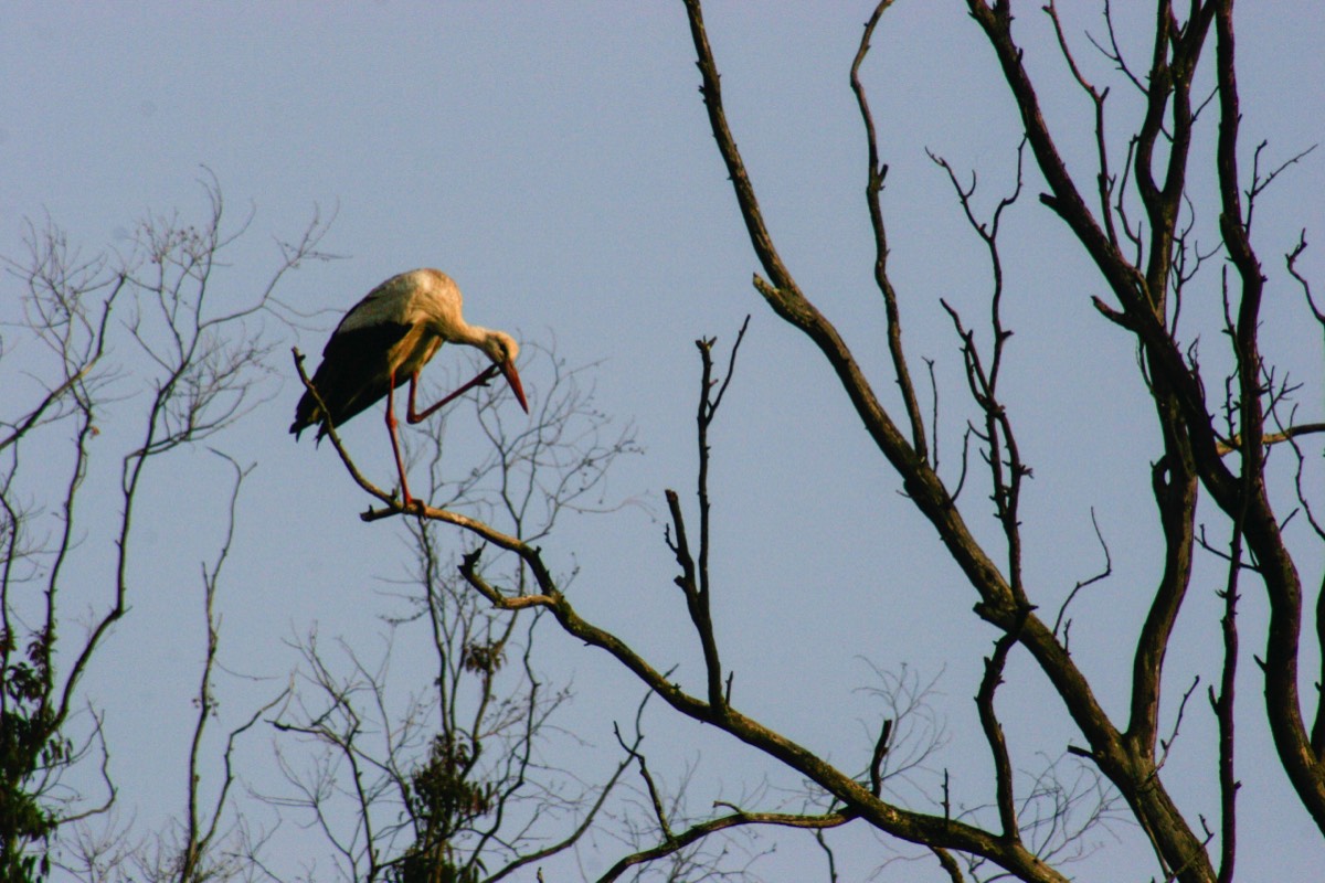 Parque Nacional La Doñana - Stork