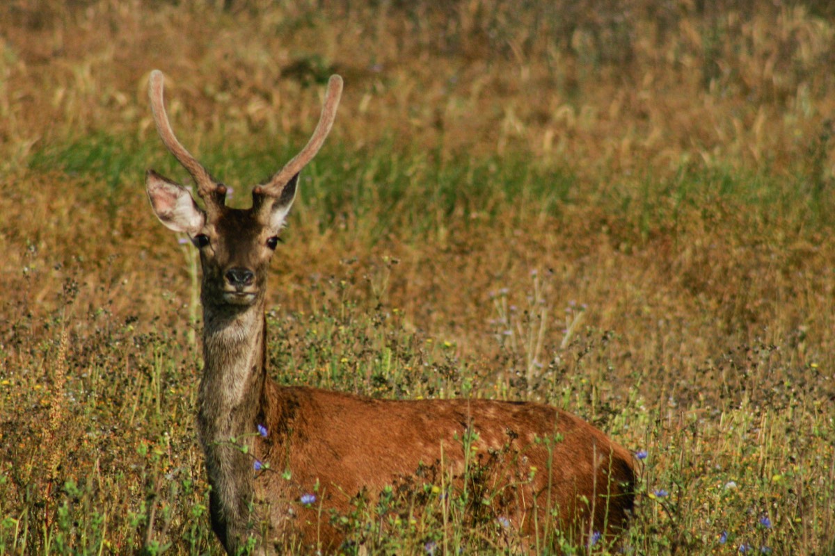 Parque Nacional La Doñana - Normal deer