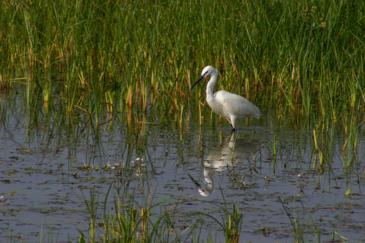 Parque Nacional La Doñana - White egret