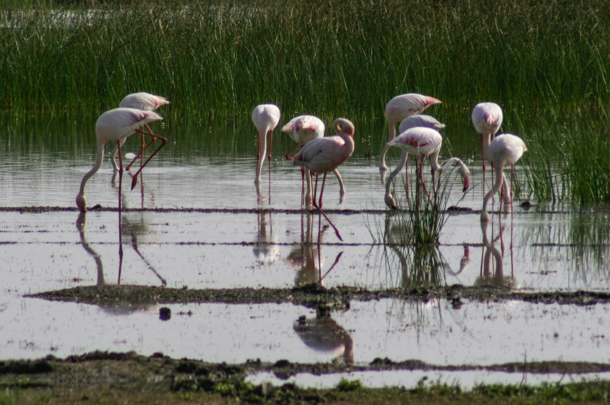 Parque Nacional La Doñana - Flamingoes