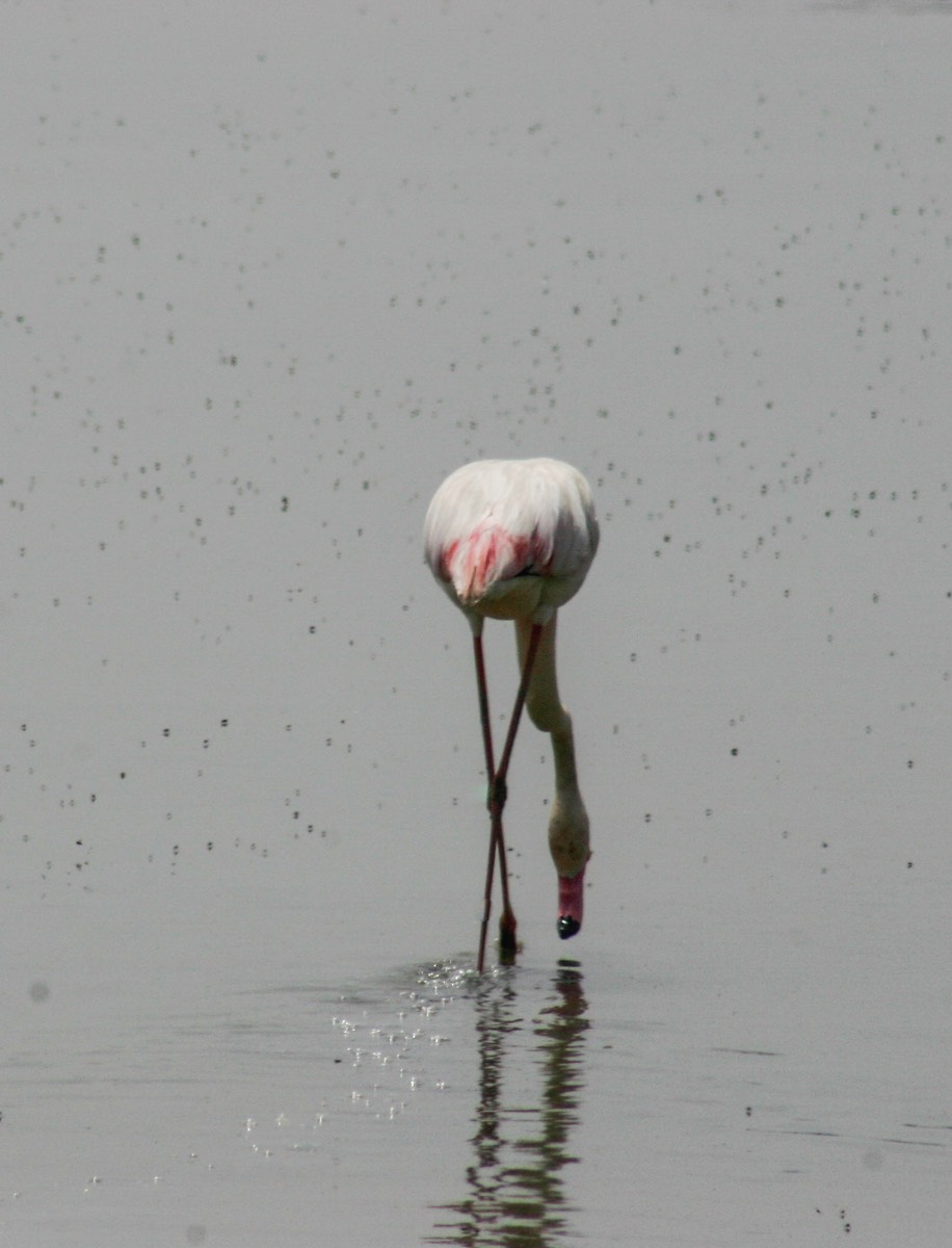 Parque Nacional La Doñana - Lone flamingo