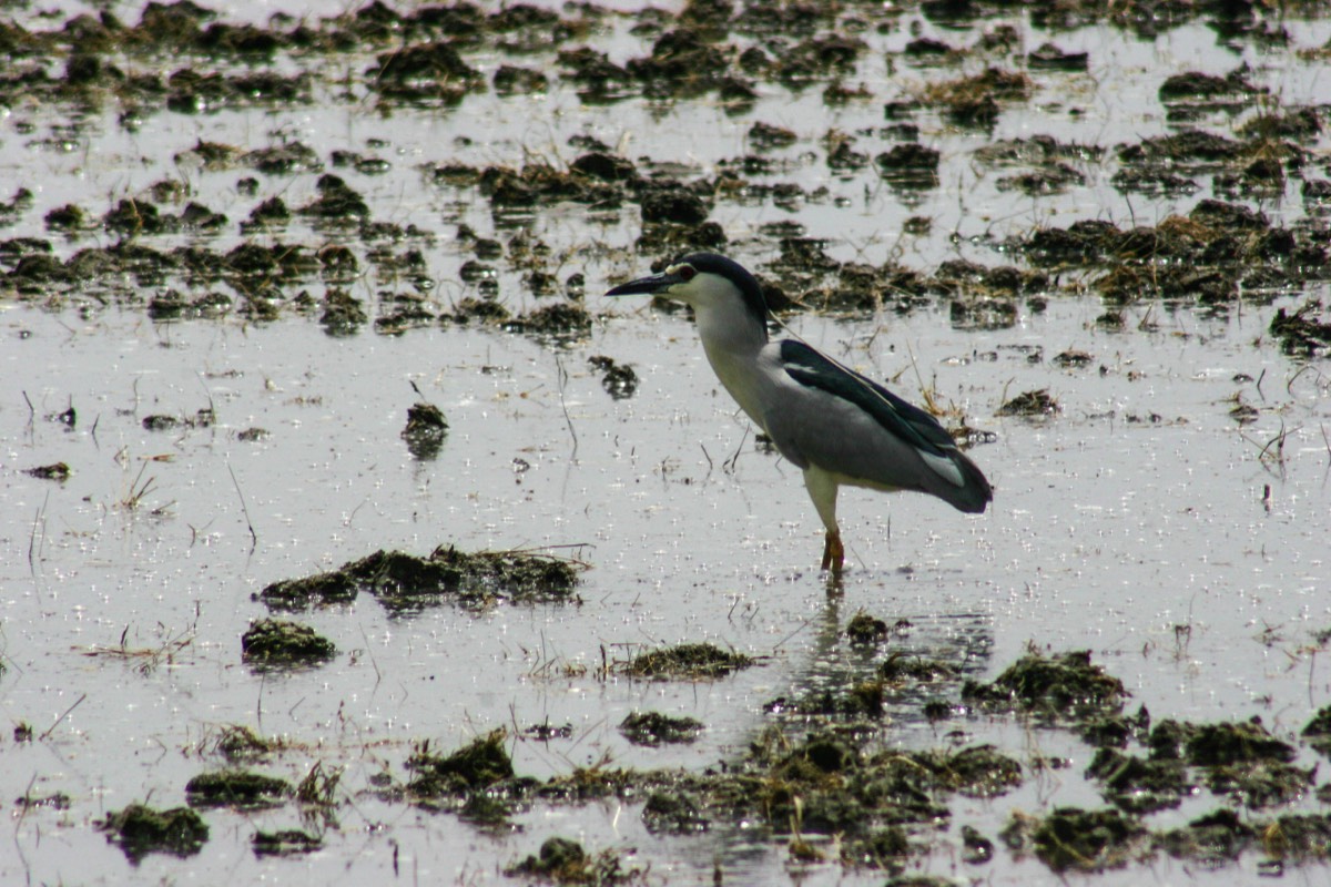 Parque Nacional La Doñana - Small Egret
