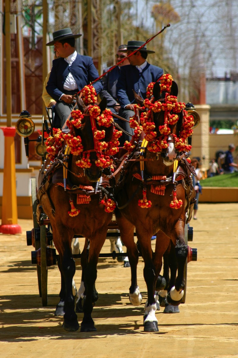 Jerez - Feria del Caballo - Decorated coach
