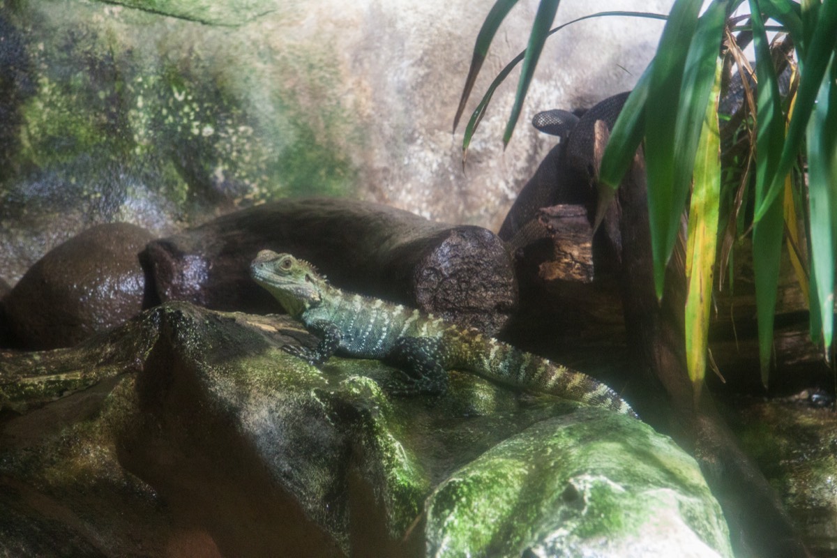Lizard in the aquarium