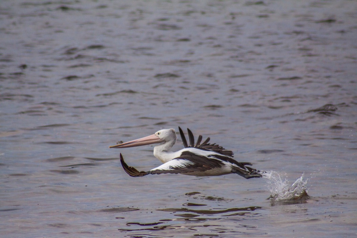 Pelican taking flight on Kangaroo Island