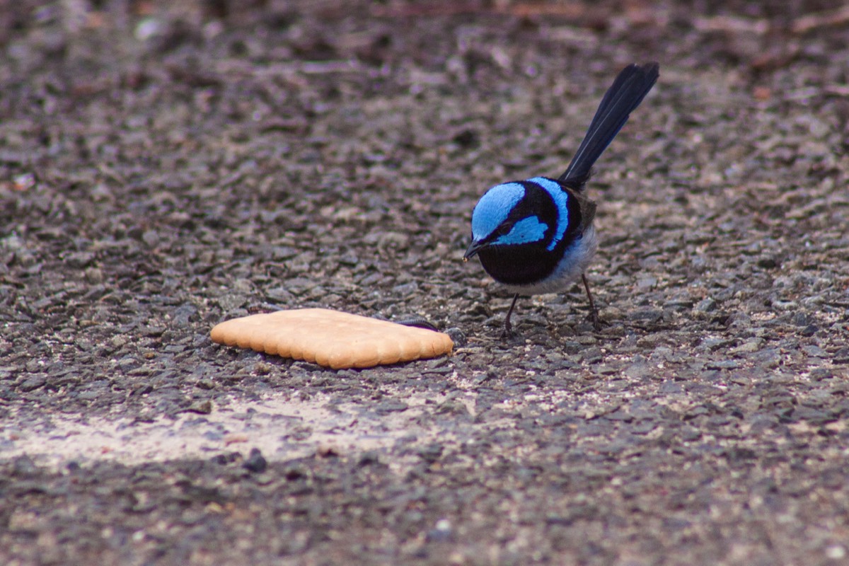 Magnificent blue wren (that really is its name)