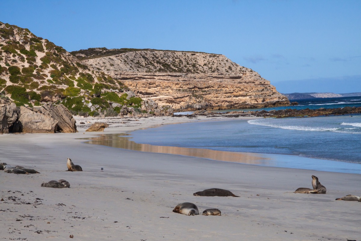 Beach, property of sea lions