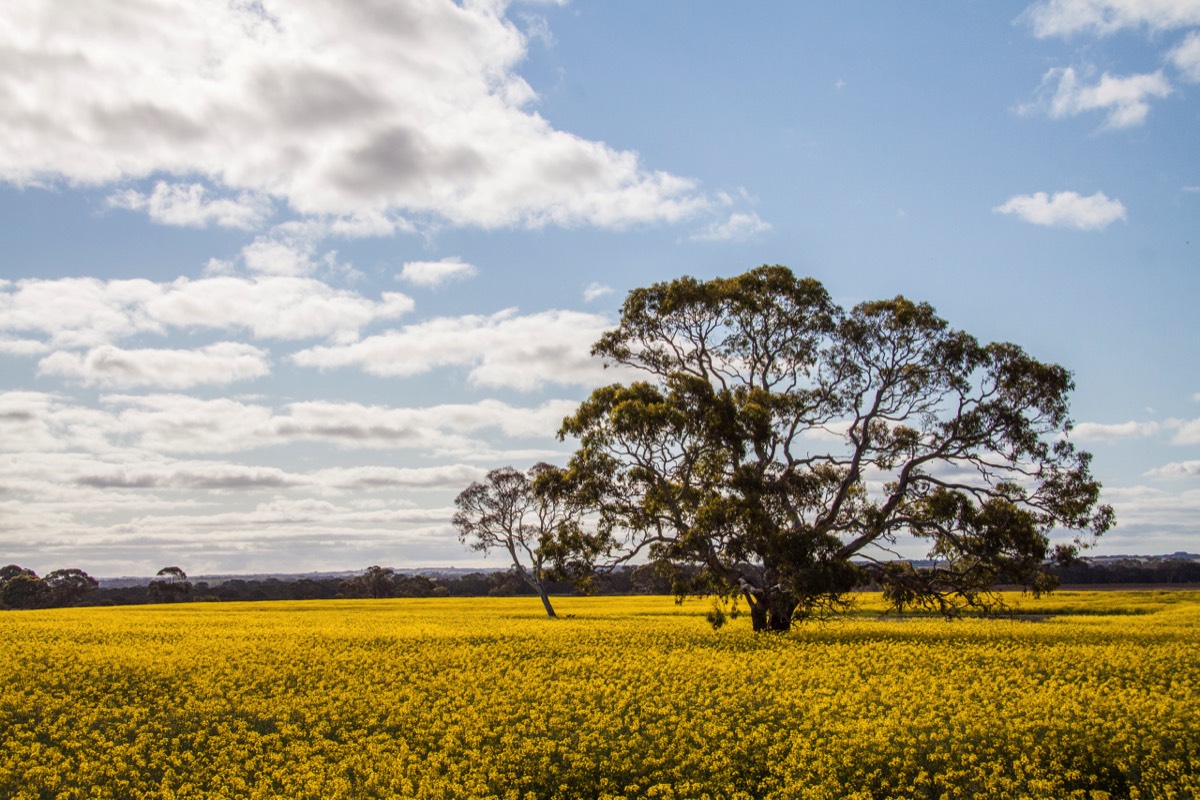 fields of gold - canola