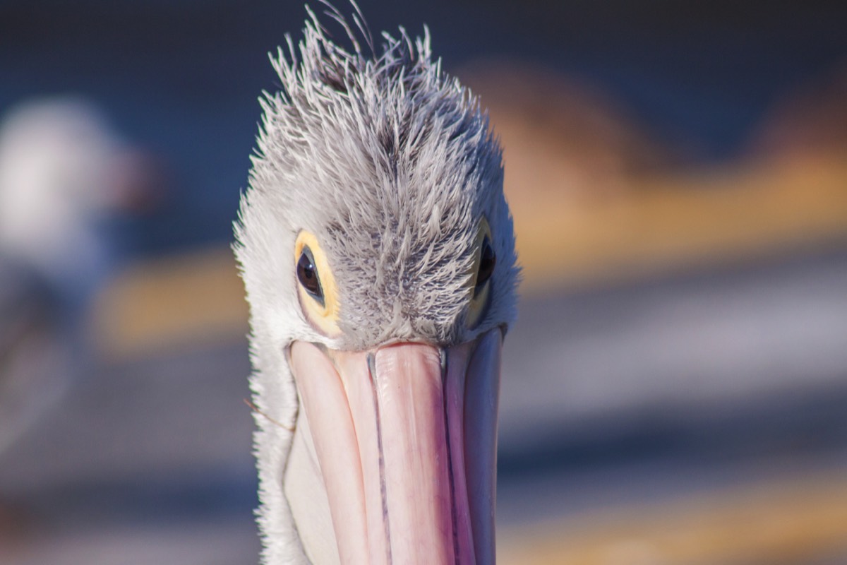 Pelican - rather close