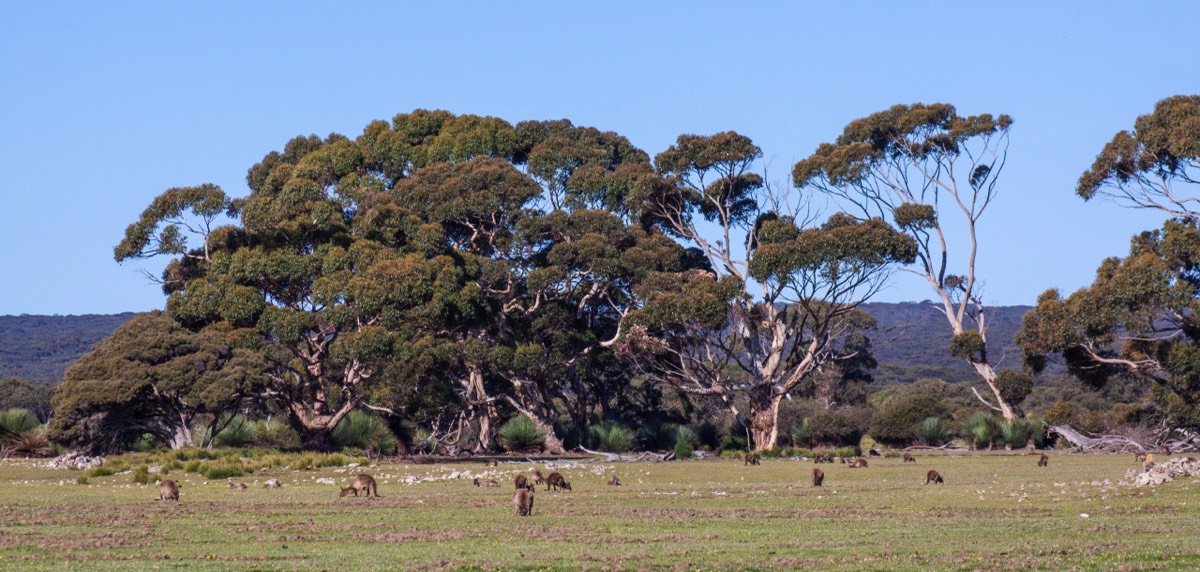 Kangaroo fields forever