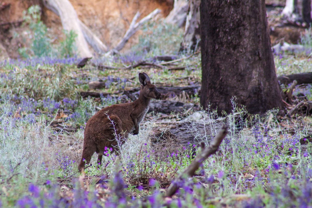 Roo with purple flowers