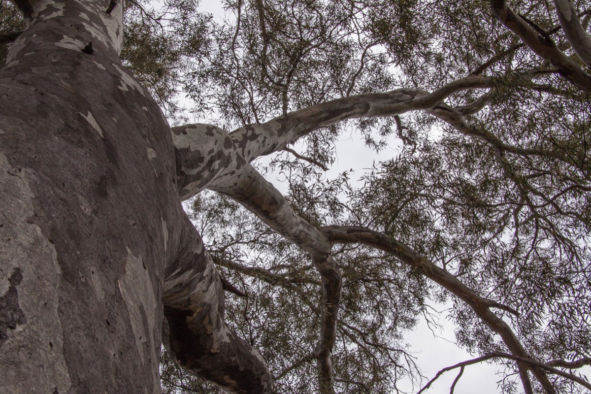 Big eucalyptus tree