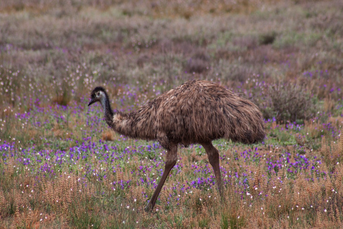 Emu browsing