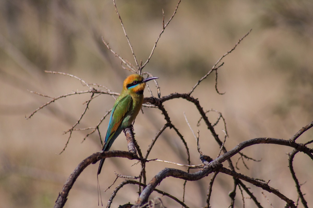 Colour in the Red Desert (Bee-eater)