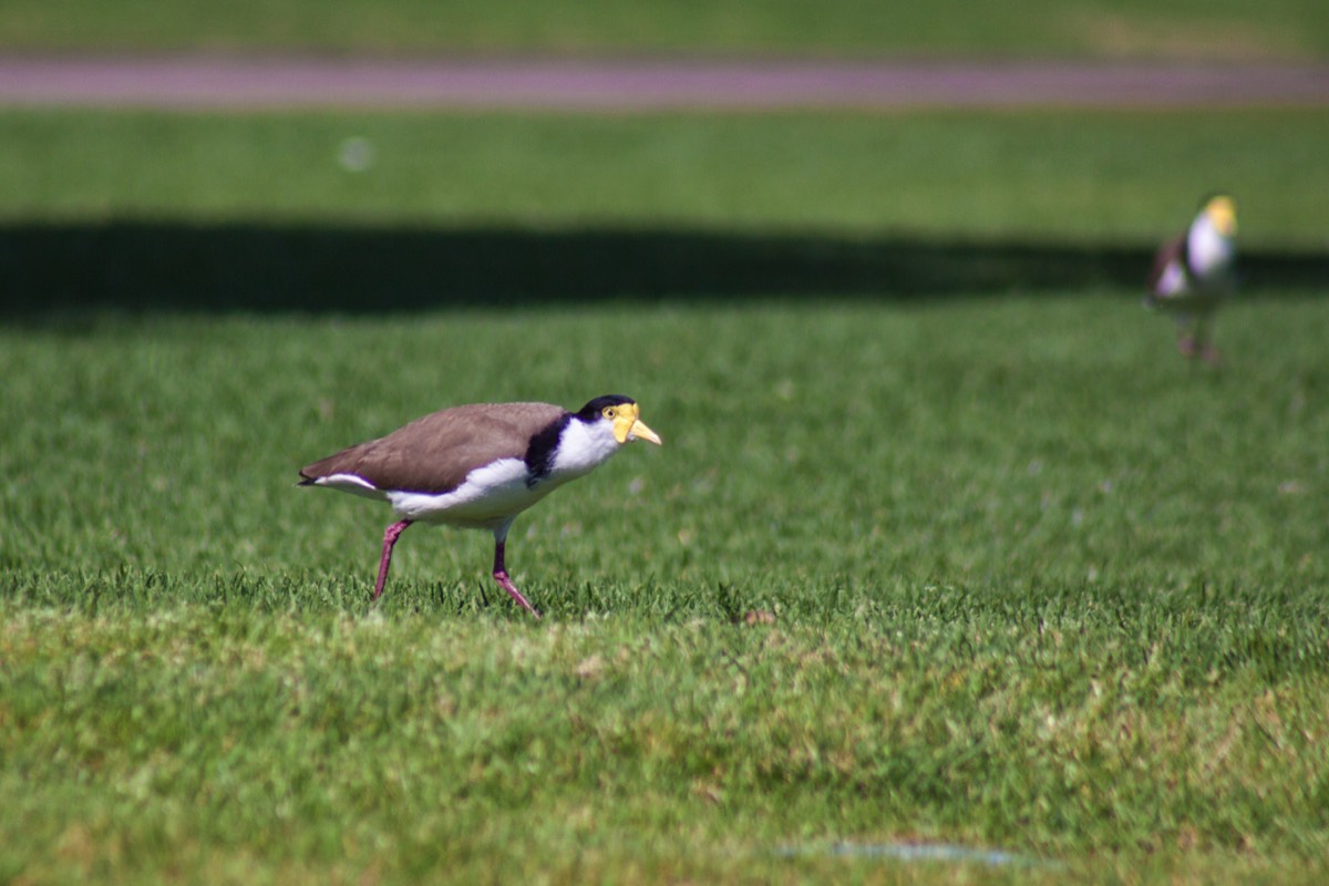 Is it stalking us or are we stalking it? (Masked Lapwing)