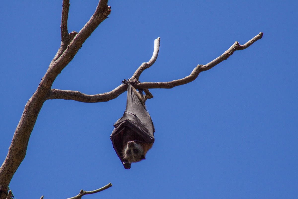 Dracula the fruit bat?