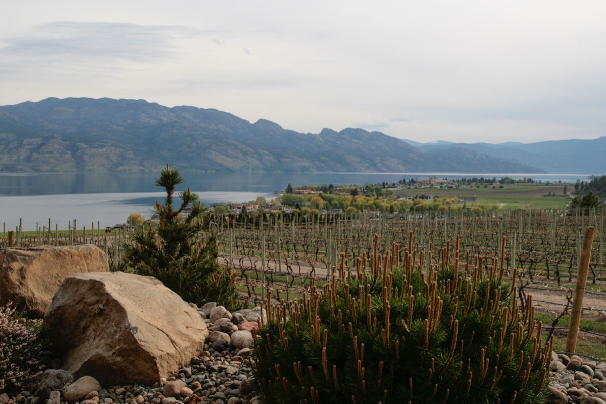 Vineyard with Okanagan Lake beyond - Kelowna