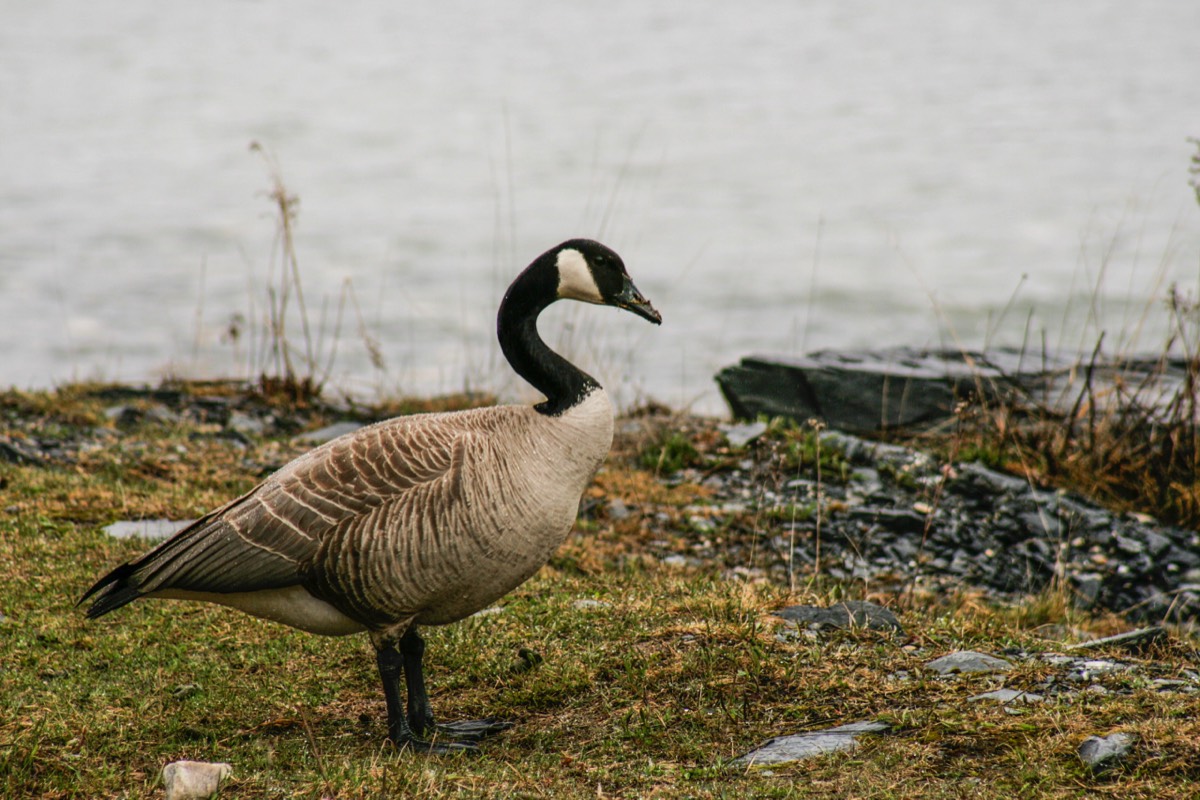 Spring is late in coming, also for the geese - Kootenay NP