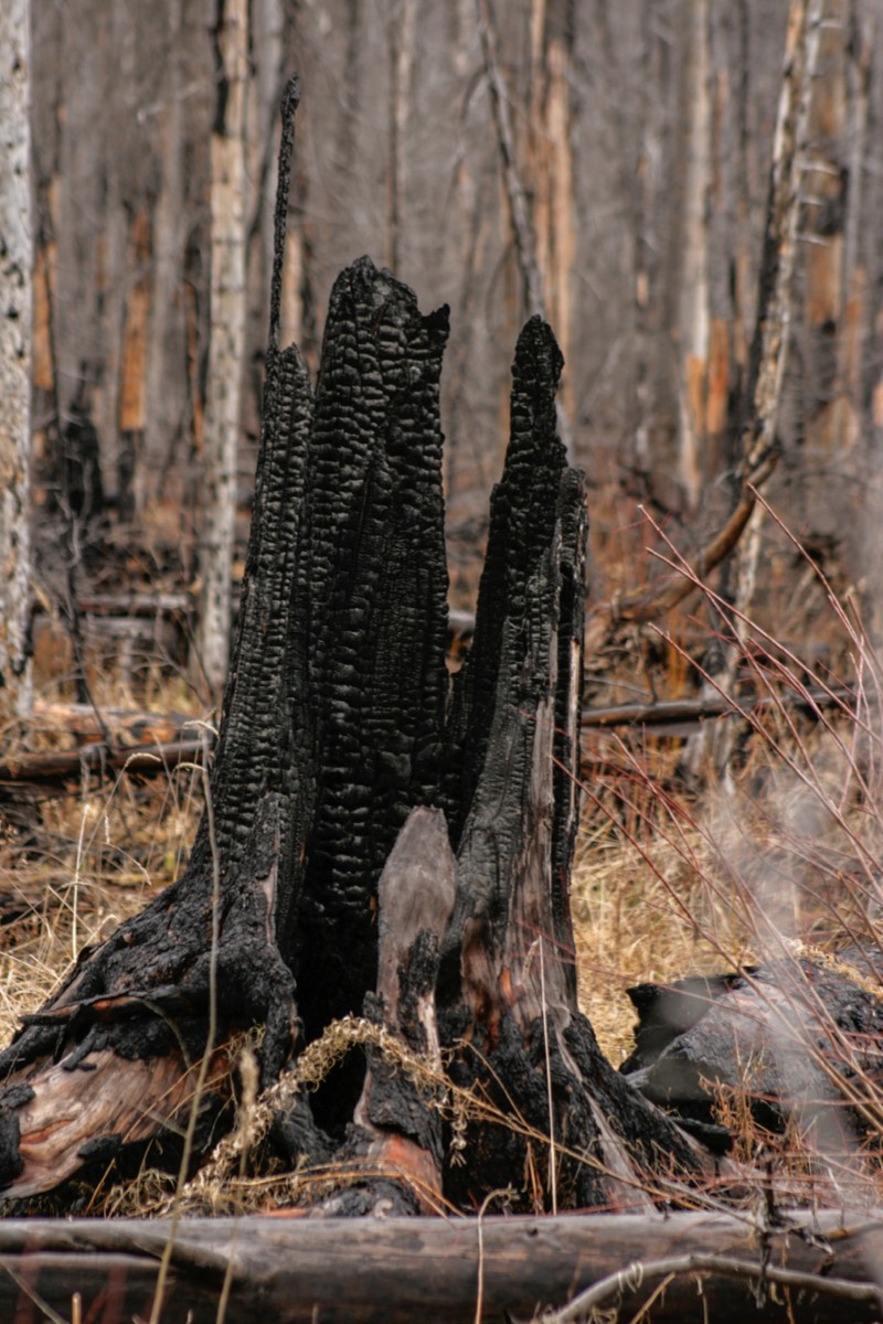 Charred remains of a tree trunk - Kootenay NP
