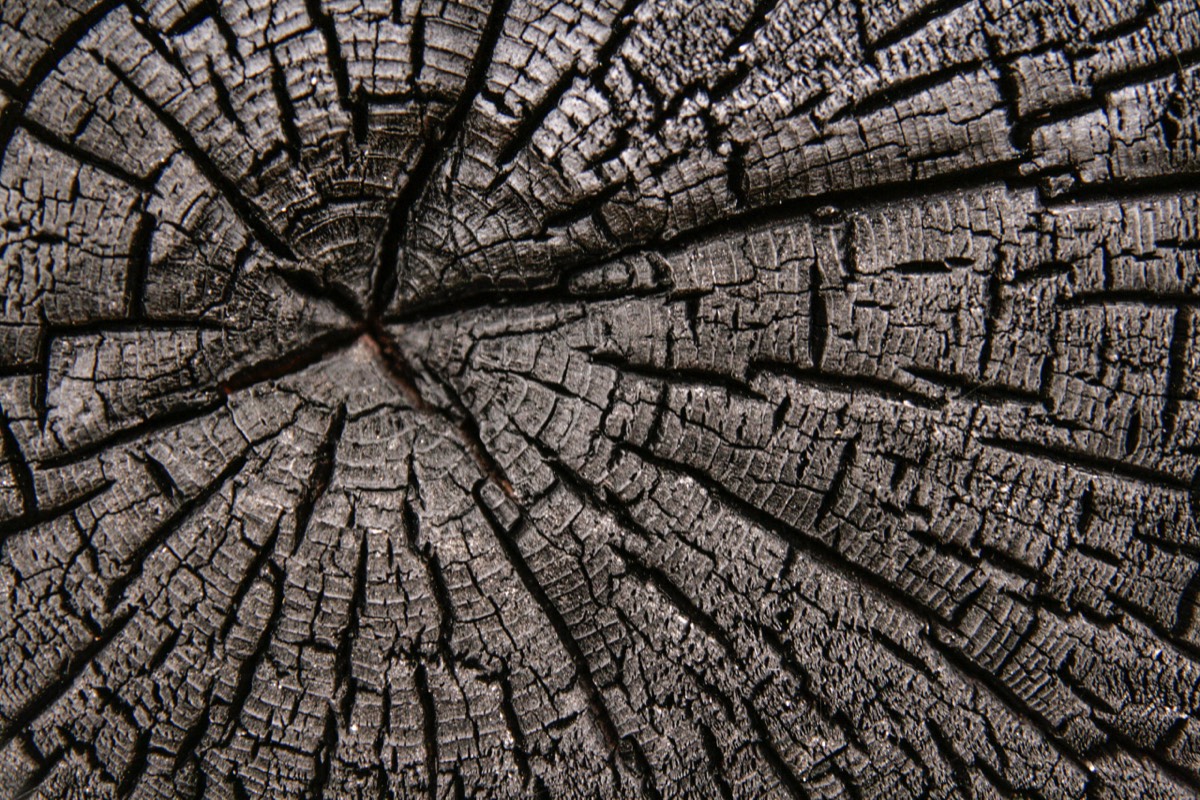 You can still count the tree rings - Kootenay NP