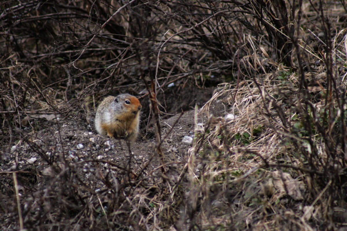 Ground squirrel peeking out - Yoho NP