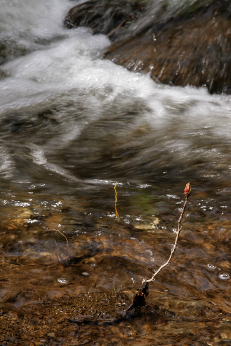Little twigs braving the cold stream - Canyon Creek - Golden