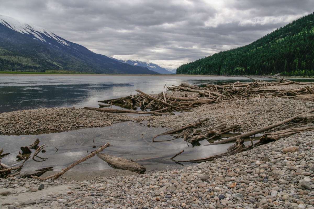 Driftwood on the bank of the river - Revelstoke