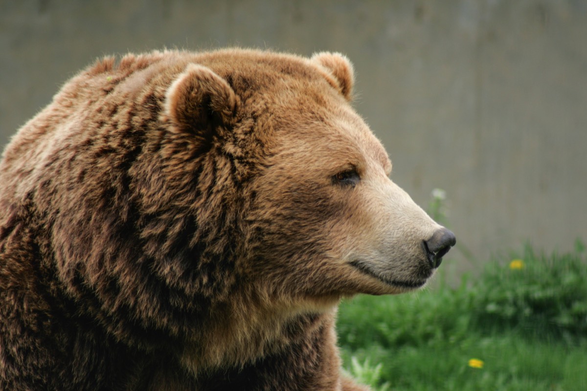 Grizzly contemplating life - BC Wildlife Park - Kamloops