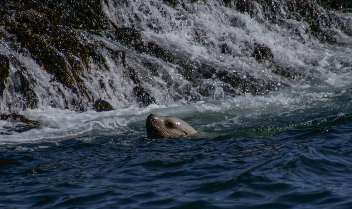 Sea lion trying to come ashore