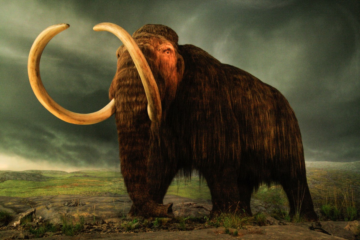 (stuffed) mammoth - British Museum - Victoria