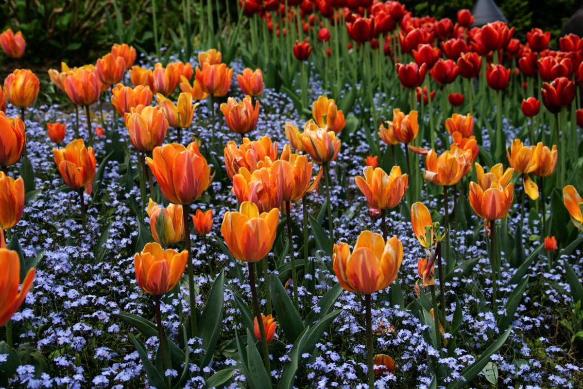 Tulips - Butchart Gardens