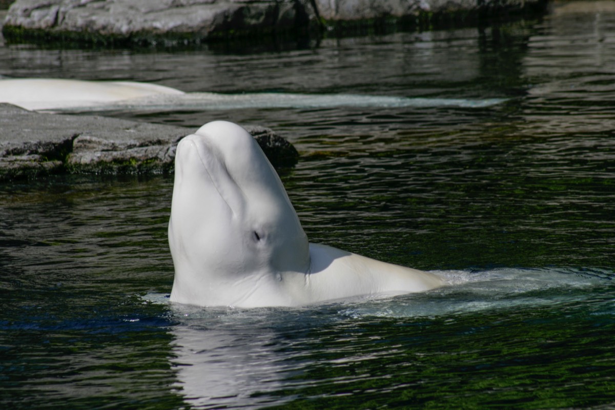 Vancouver Aquarium - Beluga