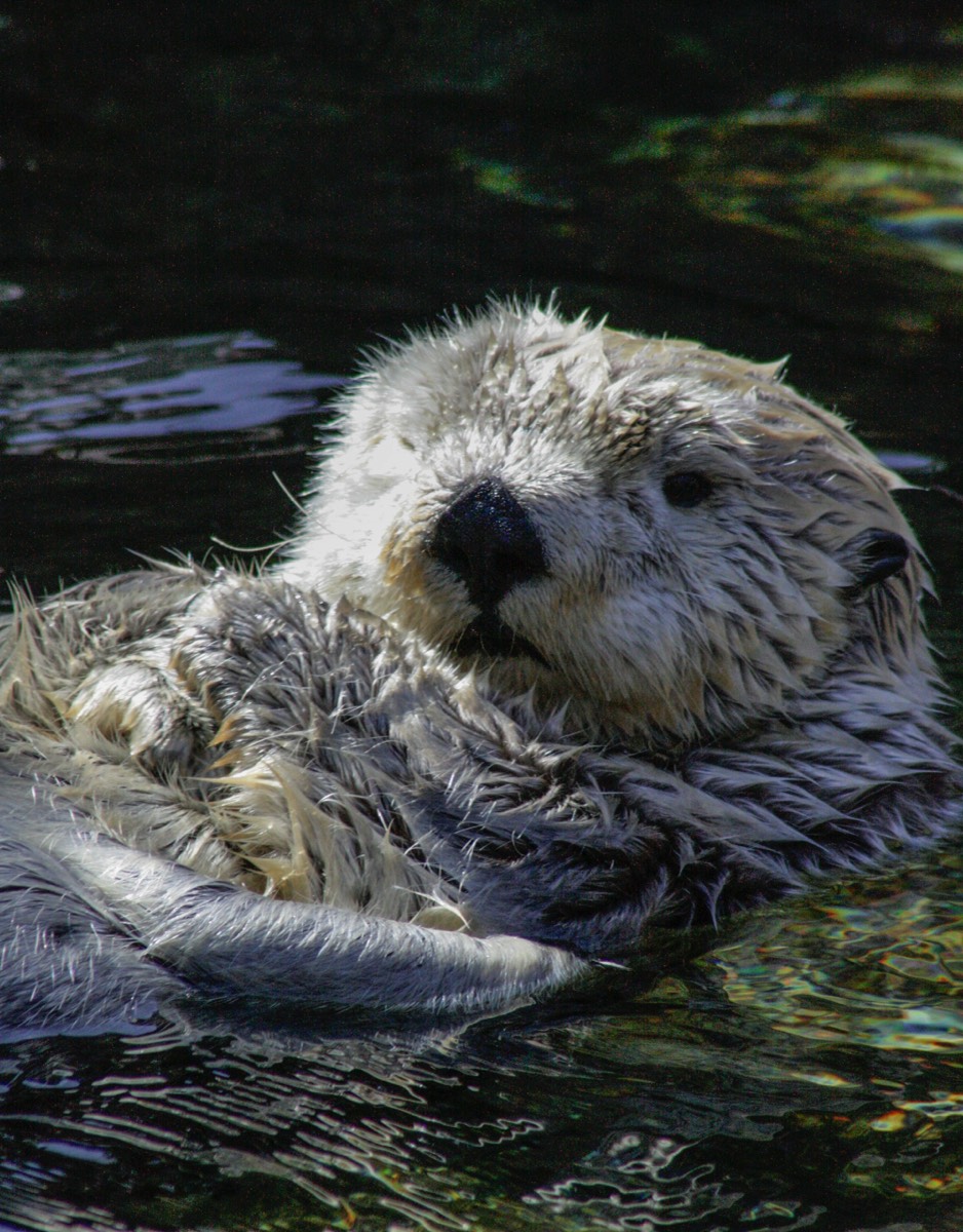 Vancouver Aquarium - Sea Otter