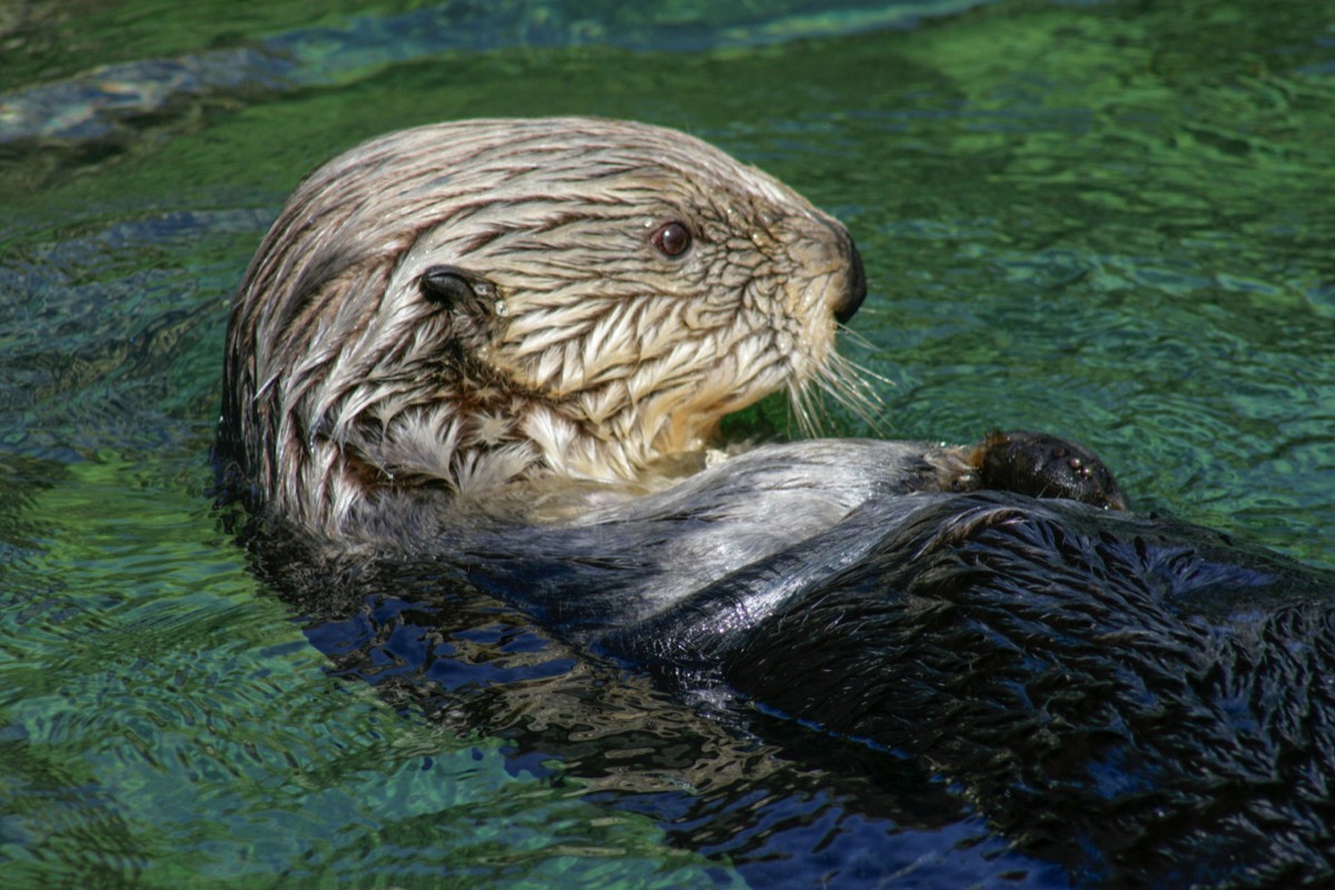 Vancouver Aquarium - Sea Otter