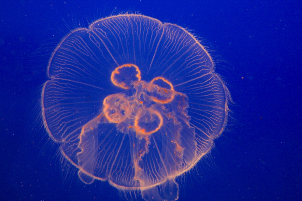 Vancouver Aquarium - Jellyfish