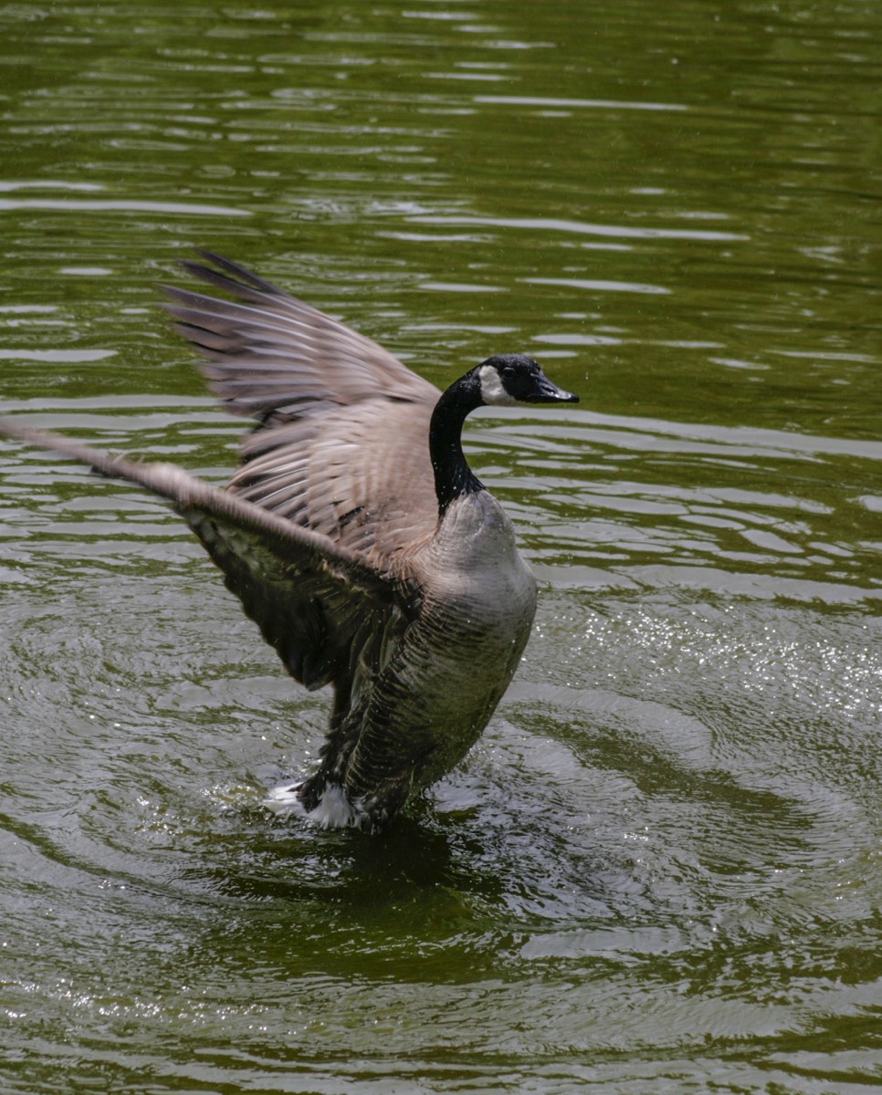 A goose stretching its wings