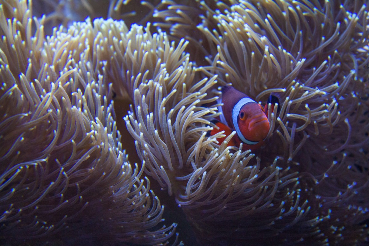 Finding Nemo in an anemenemenemone