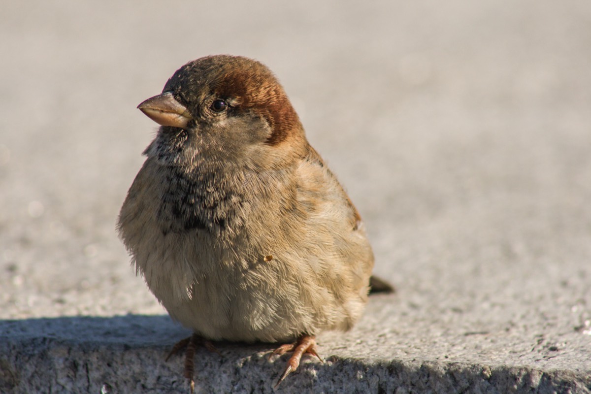 ... and a small sparrow