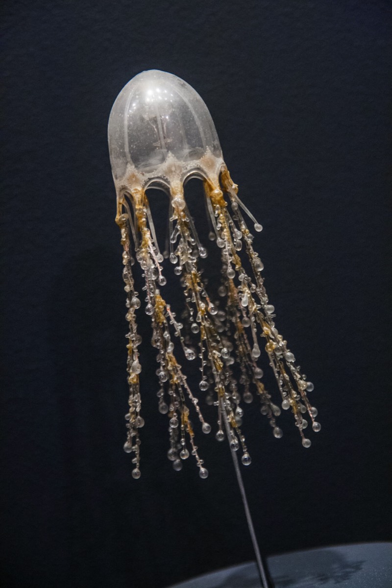 Glass jellyfish
