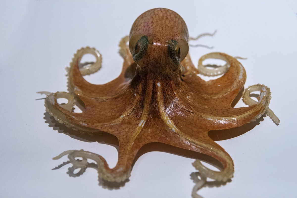 Glass octopus
