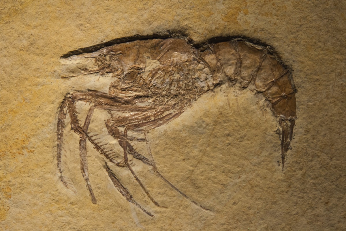 Shrimp fossil