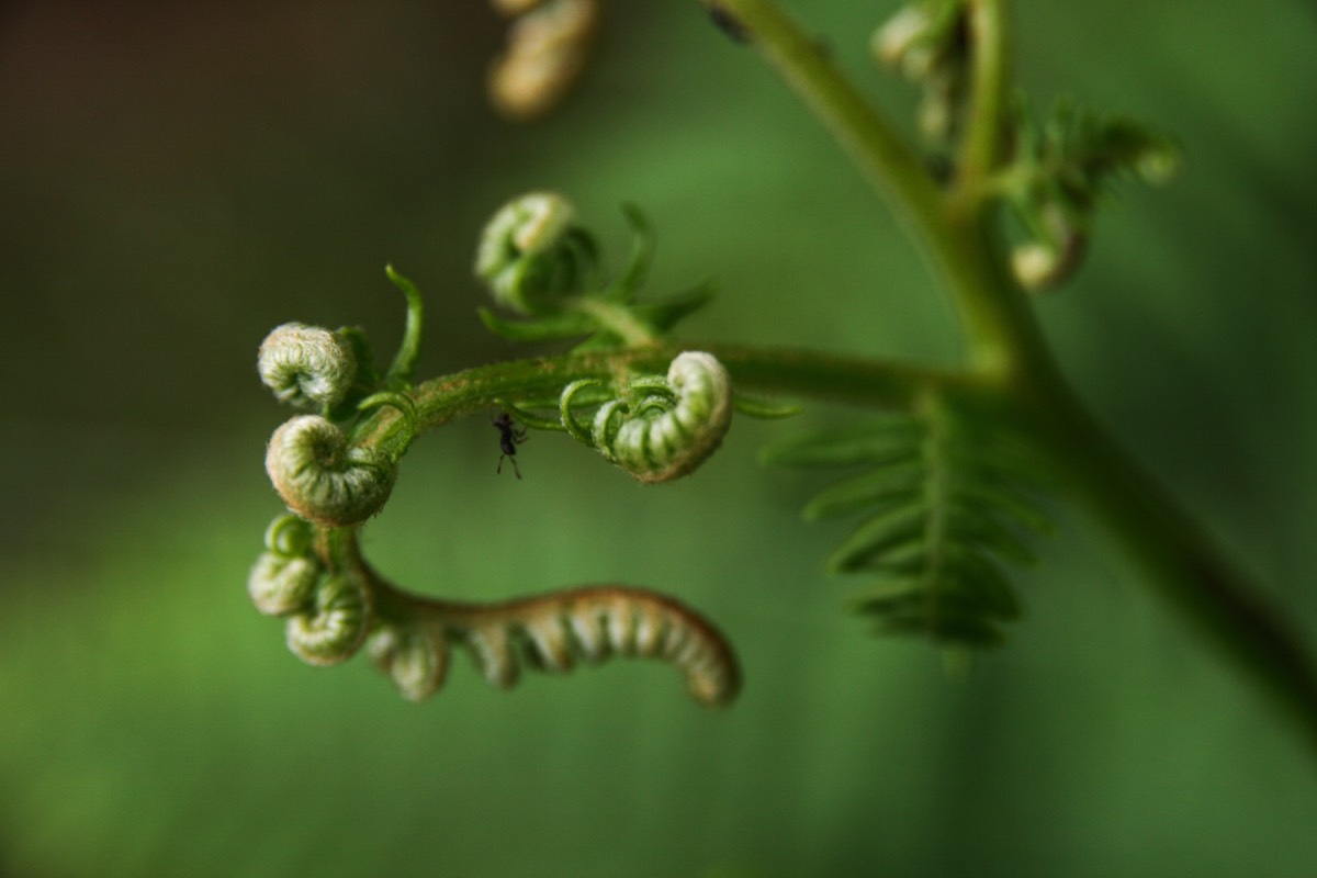 Ant and fern