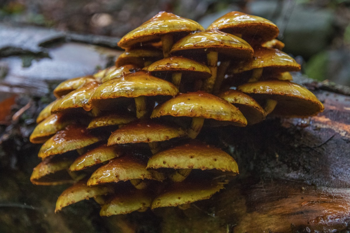 Glistening mushrooms